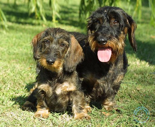 Dachshund 9F18D-07.JPG